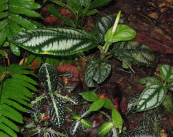 Piper sp., silver mottled parenchyme pattern between nerves, an opposite structural design to Cosmianthemum obtusifolium with silver design along the main nerves, Borneo Highlands, Padawan, Sarawak, Borneo