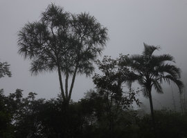 Pigafetta elata and Pandanus sp. in the cloud forest,1200 m asl, Wara Barat, Palopo, South Sulawesi