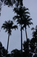 Pigafetta elata in an agroforest, Batutumonga, Tana Toraja, South Sulawesi
