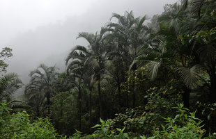Pigafetta elata, population in the cloud forest,1200 m asl, Wara Barat, Palopo, South Sulawesi