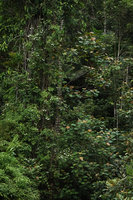 Pigafetta elata stipe as a prop for climbing Mussaenda in cloud forest,1200 m asl, Wara Barat, Palopo, South Sulawesi