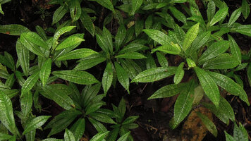 Pilea cuneata, Rondon ridge, 2000 m asl, Mount Hagen, Papua New Guinea