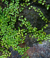 Pilea depressa, a tiny dentate leaved form, the stems carpeting a seeping shaded rock, La Farola, Baracoa, Cuba