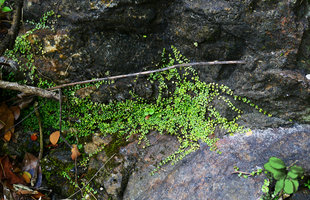 Pilea depressa, a tiny leaved form, the stems carpeting a seeping shaded rock, La Farola, Baracoa, Cuba