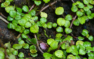 Pilea depressa, a tiny leaved form with incised lobate leaf margins, La Farola, Baracoa, Cuba