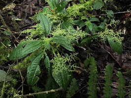 Pilea effusa in forest understory, Tari, 2000 m asl, Hela, Papua New Guinea