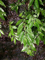 Pilea imparifolia on a vertical seeping rock, anisophyllous opposite leaves on plagiotropic shoots, Terco, Nuqui, Choco, Colombia