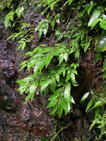 Pilea imparifolia on a vertical seeping rock, Terco, Nuqui, Choco, Colombia