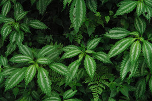 Pilea matsudai with silvery white bands, Cilan forest, Taiwan