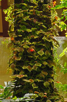 Pilea mollis &#039;Moon Valley&#039; on the Vertical Garden, Sofitel Palm Jumeirah, Dubai