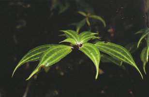 Pilea mutisiana, Puyo, Ecuador