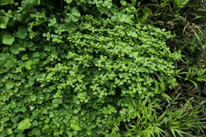 Pilea peploides on the vertical garden, Shinkansen station, Yamaguchi, Japan
