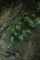Pilea plataniflora déshydraté, Taroko, Taiwan