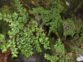Pilea rubiacea on the left and Elatostema mongiensis on the right, Rondon Ridge, 2000 m asl, Mount Hagen, Papua New Guinea