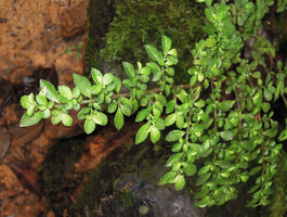 Pilea rubiacea with opposite leaves, Rondon Ridge, 2000 m asl, Mount Hagen, Papua New Guinea