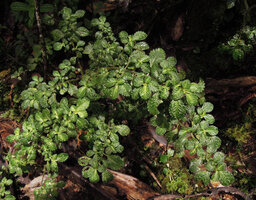 Pilea schlechteri, densely branched stems, Kumul, 2800 m asl, Mount Hagen, Papua New Guinea