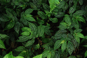 Pilea sp., anisophyllous, Sierra do Mar, Brazil