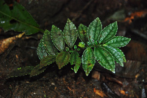 Pilea sp. prostrate on the soil, close-up, similar to the Asian Elatostema repens, La Selva, Tenorio, Costa Rica