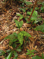Pinanga maculatai, leaves close-up, El Nido, Palawan, Philippines