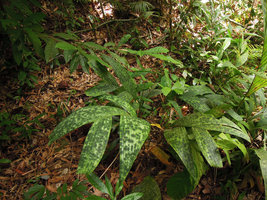 Pinanga maculata, one individual, El Nido, Palawan, Philippines