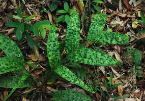 Pinanga maculata, heavily blotched young stage in forest understory, El Nido, Palawan, Philippines