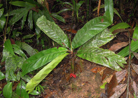 Pinanga ridleyana, leaves and infructescence in forest understory, Padawan, Penrissen, Sarawak, Borneo