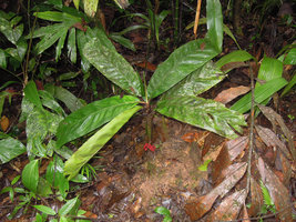Pinanga ridleyana, leaves and infructescence in forest understory, Padawan, Penrissen Range, Sarawak, Borneo