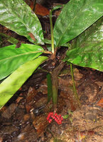 Pinanga ridleyana, short petioled bullate leaves, short green sheathed stipe and red infructescence lying at forest floor, Padawan, Penrissen Range, Sarawak, Borneo