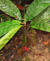 Pinanga ridleyana, short petioled bullate leaves, short green sheathed stipe and red infructescence, Padawan, Penrissen Range, Sarawak, Borneo
