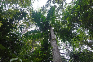 Pinanga rumphiana as a tall solitary palm, Masihulan, Seram, Moluccas