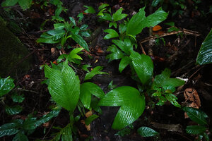 Pinanga rumphiana, juvenile wide bifid leaves, Masihulan, Seram, Moluccas