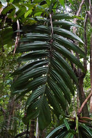 Pinanga rumphiana, plicate base of leaflets, Masihulan, Seram, Moluccas