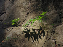 Pinellia pedatisecta with tubers inside rock cracks, Hangzhou, China