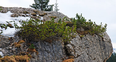 Pinus mugo in cracks along limestone cliff in spring, Dolomites mountains, Italy.