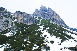 Pinus mugo population on limestone outcrops surrounded by melting snow in spring, Dolomites mountains, Italy.