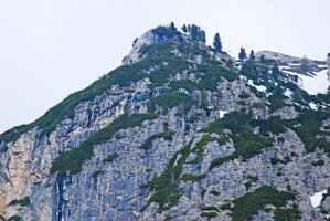 Pinus mugo, populations on limestone, Dolomites, Italy