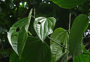 Piper amalago, erect spadices, Yasuni NP, Ecuador