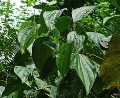 Piper amalago, leaf opposed erect spadices on lateral sympodial branches, Yasuni NP, Ecuador