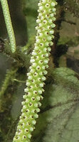 Piper arfakianum, female flowers with exserted ovary and trilobed stigma, Rondon Ridge, 2000 m asl, Mount Hagen, Papua New Guinea