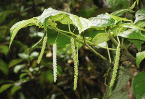 Piper arfakianum, female individual with hanging inflorescences and very thin peduncle, Rondon Ridge, 2000 m asl, Mount Hagen, Papua New Guinea