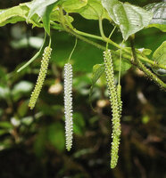 Piper arfakianum, hanging spadices bearing only female flowers, Rondon Ridge, 2000 m asl, Mount Hagen, Papua New Guinea