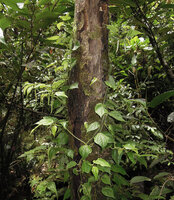 Piper arfakianum, monopodial stems fixed to trunk by adventitious roots and flowering detached sympodial stems, Rondon Ridge, 2000 m asl, Mount Hagen, Papua New Guinea