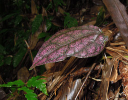 Piper argyrites, bright pink iridescent leaf on forest floor, Ngao waterfall, Ranong, Thailand