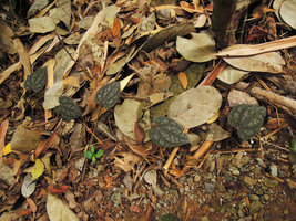 Piper argyrites creeping on the forest floor with long erect petioles distributing the bladed above the leaf litter, Phang Nga, Thailand