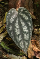 Piper argyrites, silver mottled leaf on creeping stem, Khao Lampi, Hat Thai Mueang NP, Phang Nga,Thailand