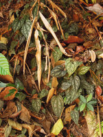 Piper argyrites, Trang, Thailand