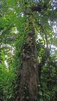 Piper argyrites, vertically climbing monopodial phase and plagiotropic sympodial lateral branches with plain green leaves, Phang Nga, Thailand