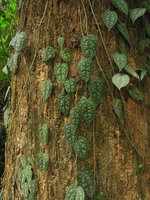 Piper argyrites, vertically climbing monopodial phase with short petioles and tightly appressed blade to the trunk, Phang Nga, Thailand