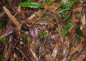 Piper argyrites with bright pink iridescent leaves, creeping on forest floor, Ngao waterfall, Ranong, Thailand