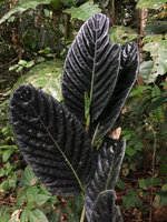 Piper augustum, a form retaining black leaves at two meters obove forest floor, Calanoa, Letitia, Colombia